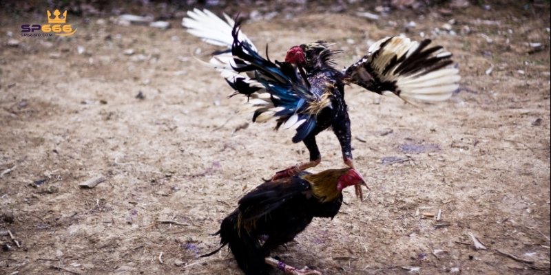 4 ưu điểm nổi bật chỉ đá gà tại Thomo mới có