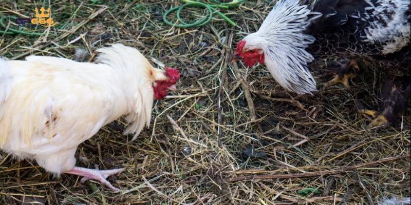 Áp dụng 4 mẹo chơi cực hay khi cá cược đá gà